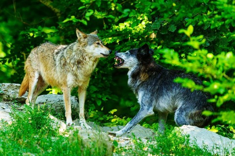 Two wolves communicating with each other in the countryside, Timberwolf, wolf, American wolf,