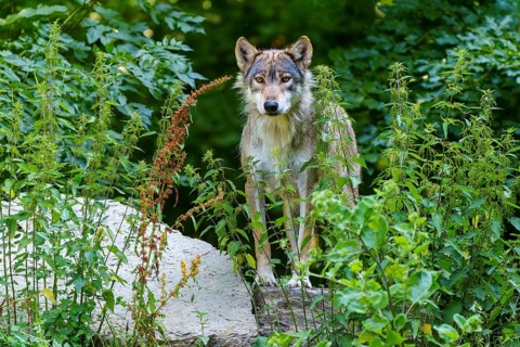 A wolf stands well camouflaged in dense vegetation in the forest, Timberwolf, wolf, American wolf,