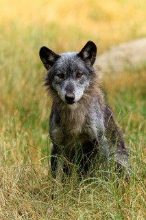 Grey wolf sitting in the grass and looking alert in natural surroundings, Timberwolf, wolf,