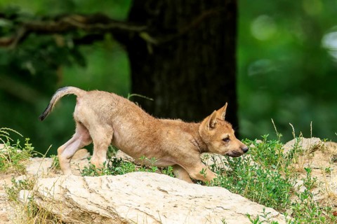 A curious wolf pup explores a rocky ground in nature, Timberwolf, wolf, American wolf, (Canis lupus