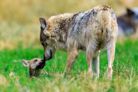 An adult wolf shows affection to a small pup in the meadow, Timberwolf, wolf, American wolf, (Canis