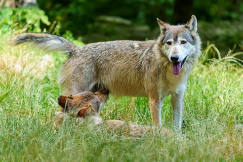 An adult wolf with pup in dense grass, showing care, Timberwolf, wolf, American wolf, (Canis lupus