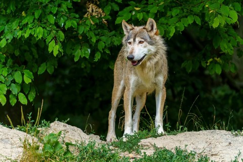 A wolf standing vigil in the shadow of a green forest, Timberwolf, wolf, American wolf, (Canis