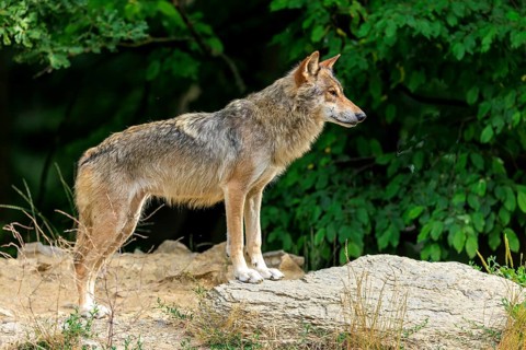 A wolf stands attentively on a rock surrounded by dense greenery, Timberwolf, wolf, American wolf,