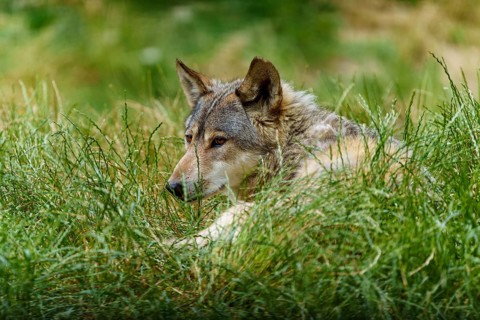 A wolf lies relaxed in the grass and looks attentively to the side, Timberwolf, wolf, American