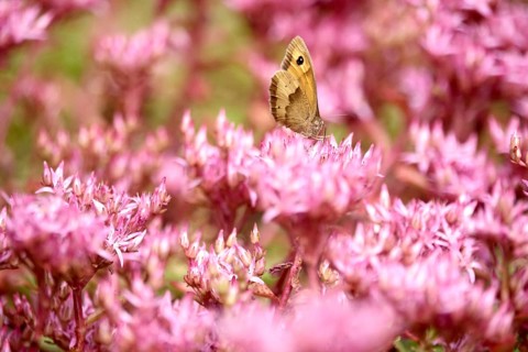 Meadow Brown, July, Germany