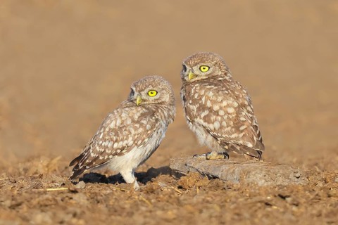 Little owl (Athene noctua) Two young birds sitting on the ground, grooming, cuddling, endangered