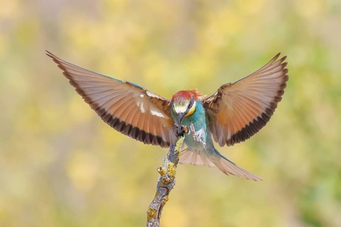 Bee-eater (Merops apiaster), a bird approaching with a bumblebee in its beak, wildlife, migratory