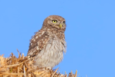 Little owl (Athene noctua) young bird sitting on a bale of straw, endangered bird species in