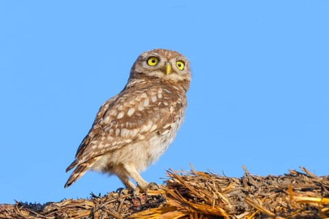 Little owl (Athene noctua) young bird sitting on a bale of straw, endangered bird species in