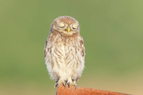 Little owl (Athene noctua) young bird sitting asleep on an iron girder, endangered bird species in