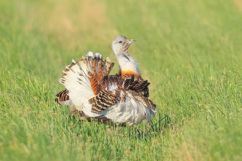 Great Bustard (Otis tarda), mating, steppe bird, extremely rare bird species, endangered, heaviest