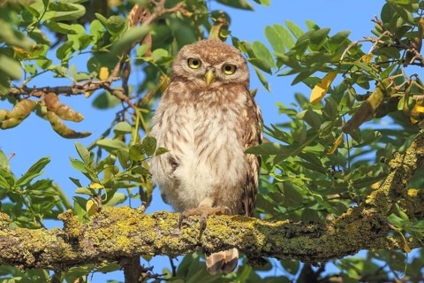 Little owl (Athene noctua) young bird sitting hidden in a tree, endangered bird species in Central