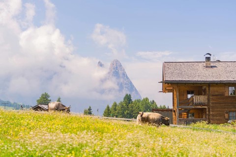 Traditional wooden house with cows on a blooming alpine pasture, Alpe di Siusi, Dolomites, South