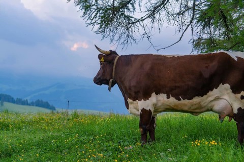 Cow on a mountain pasture in front of a cloudy sky, Alpe di Siusi, Dolomites, South Tyrol, Italy