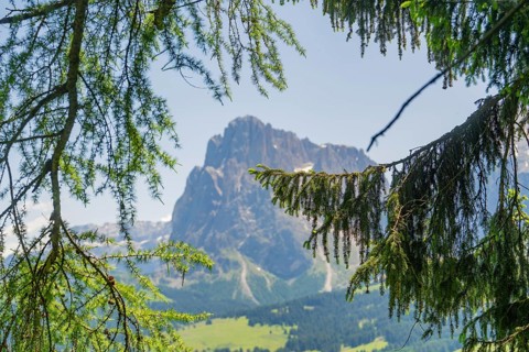 Mountain peak through hanging branches with green valley in the background, Alpe di Siusi,