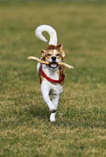 Beagle with branch in mouth jumps across meadow, Switzerland