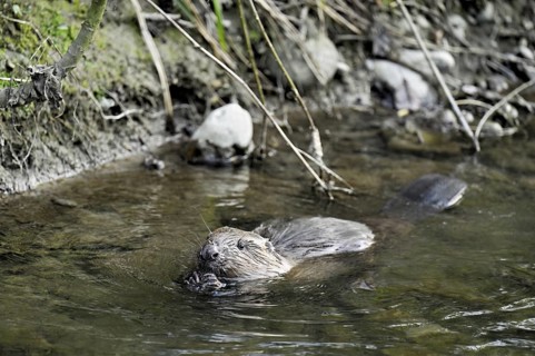 Eurasian beaver, European beaver (Castor fibre), swimming in a stream, Canton Zug, Switzerland