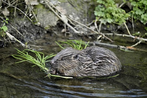 Eurasian beaver, European beaver (Castor fibre), eating grass on the bank of a stream, Canton Zug,