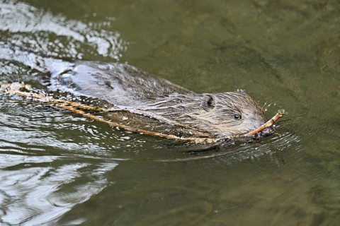 Eurasian beaver, European beaver (Castor fibre), swimming in a stream with a branch in its mouth,