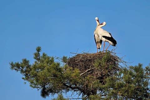White storks (Ciconia ciconia), mating pair standing on eyrie, Canton Aargau, Switzerland