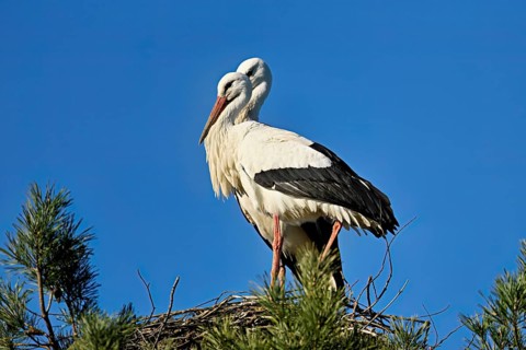 White storks (Ciconia ciconia), pair standing on eyrie, Switzerland