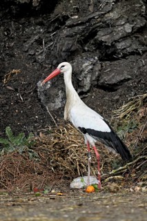 White stork (Ciconia ciconia), foraging in compost, Canton Aargau, Switzerland