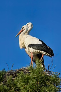 White storks (Ciconia ciconia), pair standing on eyrie, Switzerland