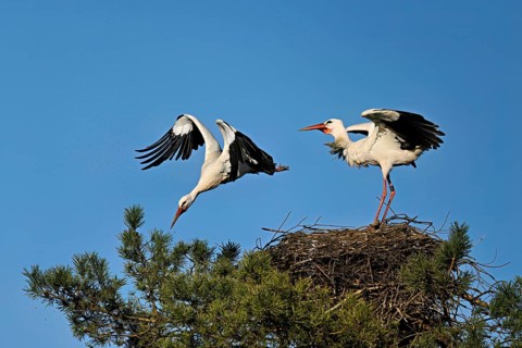 White stork (Ciconia ciconia), taking off from the eyrie, Canton Aargau, Switzerland