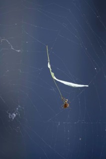 Lime leaf with seeds in a spider's web, July, Germany