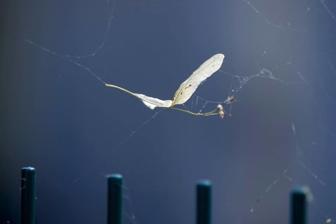 Lime leaf with seeds in a spider's web, July, Germany
