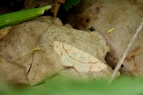 Maiden's Blush, Germany
