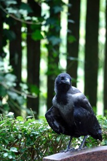 Hooded Crow, young bird, summer heat, July, Germany