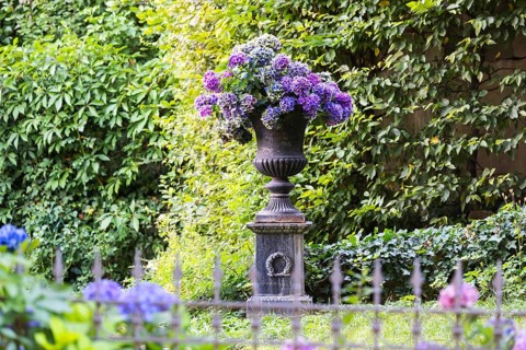 Hydrangea in a garden in Stuttgart, Baden-Württemberg, Germany