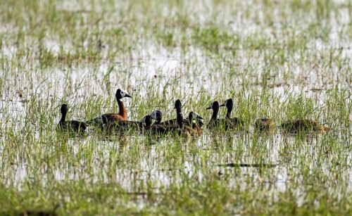 Widow-whistling goose (Dendrocygna viduata), group in the water, Okavango Delta, Moremi Game