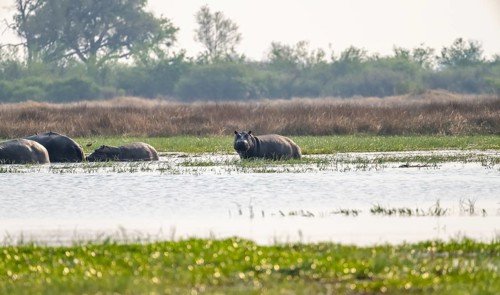Hippos (Hippopatamus amphibius), group in the water, Okavango Delta, Moremi Game Reserve, Botswana