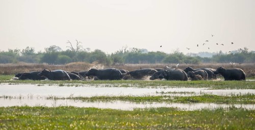 Hippos (Hippopatamus amphibius), group in the water, startled, running out of the water, Okavango