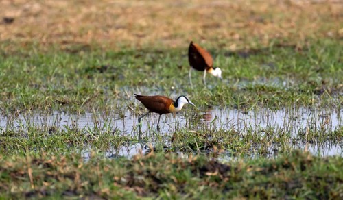 Blue-fronted Jacamar Sandgrouse (Actophilornis africanus) foraging in the water, Okavango Delta,