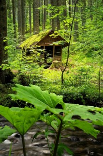 The Rötenbachschluch hut in the forest, with moss on the roof. The Rötenbach stream in front of it.