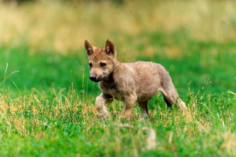 A young wolf pup explores the green grassland, Timberwolf, wolf, American wolf, (Canis lupus