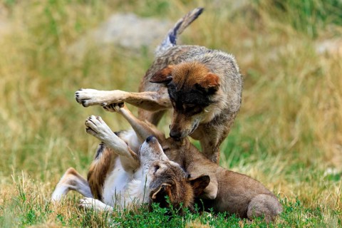 Playful interaction between adult wolves and a pup in the meadow, Timberwolf, wolf, American wolf,