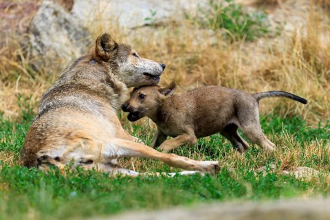 Wolf pup playing with an adult wolf in a meadow in a natural environment, Timberwolf, wolf,