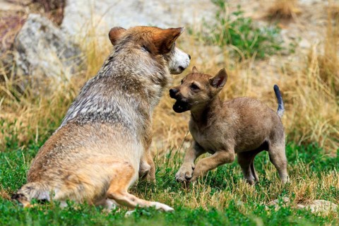 Wolf pup showing playful behaviour towards an adult wolf in the wild, Timberwolf, wolf, American