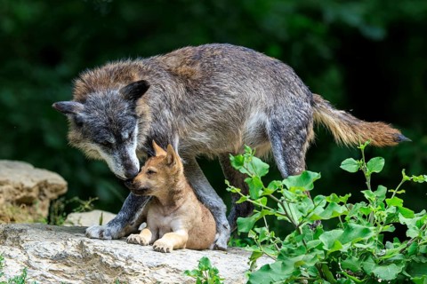 Experienced wolf tenderly caring for his pup on a rock, Timberwolf, wolf, American wolf, (Canis