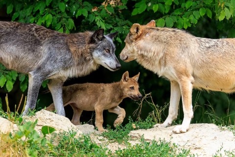 Two adult wolves and a pup interacting in a natural environment, Timberwolf, wolf, American wolf,