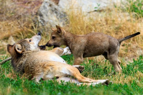 Wolf pup playfully interacting with a lying adult wolf, Timberwolf, wolf, American wolf, (Canis