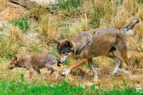A large wolf follows a small puppy attentively across the meadow, Timberwolf, wolf, American wolf,