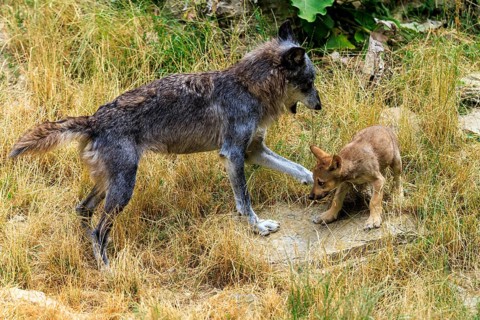 An adult wolf playing with a small puppy in the meadow, Timberwolf, wolf, American wolf, (Canis