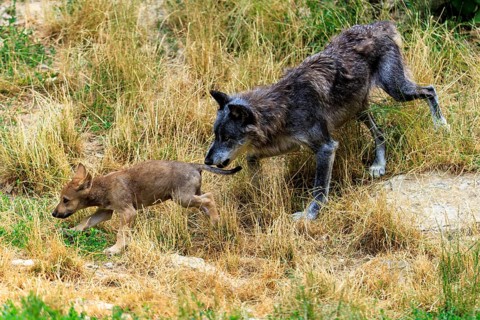 An older wolf playfully chases a puppy across the meadow, Timberwolf, wolf, American wolf, (Canis
