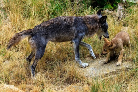 Adult wolf interacting affectionately with a puppy in a meadow, Timberwolf, wolf, American wolf,